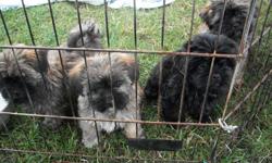SHIH_TZU_YORKIE PUPPIES . They are 10 weeks old, vet checked.healthy,1st.shot,dewormed, ready to go to loving home. they were raised in the house & full of life their are 3 males & one female, they will be about 5-9 lbs.one is black & three are more brown