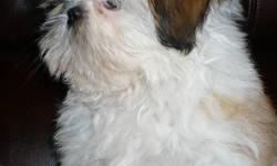 Shih-Tzu puppies,..Quality.416-970-6411
 good with kids and other pets, home raised, potty, stairs, outside trained, shots, dewormed, 2 year health guarantee.
 Golden & white ,...and brown with black mask.