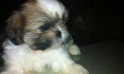SHIHTZU female puppy ready to go , please inbox me for more details or any questions .. i am at Mississauga area.
She is a little baby girl with a perfect little button nose and lots of personality to go with her precious looks. She adores giving her