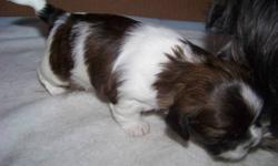 3 Shih-tzu puppies available! 2 females and 1 male. Born on halloween October 31st. Brown, black and white in color.  First and second pictures are the females, third picture is the male.{SOLD}