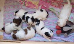 SIX BEAUTIFUL SHIH-TZU PUPPIES FOR SALE. 2 FEMALE AND 4 MALE. THEY WILL BE VET CHECKED, NEEDLED AND DEWORMED. THE PARENTS CAN BE SEEN ON SITE. THE MOTHER IS A BLACK AND WHITE SHIH-TZU AND THE FATHER IS  A BROWN AND WHITE SHIH-TZU. THERE IS A $ 100.00