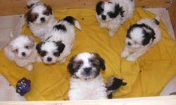 Beautiful Shih-tzu puppies for sale...They were born on November 4th 2011.there parents can be seen on site..there are 2 female and 4 males..they will be vet checked..needled and dewormed on january 5th 2012 so they can't be rehomed until january 6th 2012