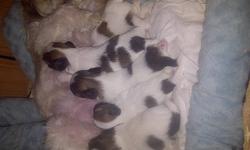 Shih-Tzu puppies born Aug 23,11. there are 1male and 4females.Vet check,First Dewormed shot with vet record. mother and mother are both shih tzu home trained they are friendly and playful and very cute. Hypo Allergenic and Non Shedding And we are . Aproxi
