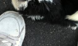 Hey there, I have 2 beautiful Shih-tzu puppies for sale. Black and white in colour. Non alergic nor shedding.. Can be rehomed on Friday, October 7th.. If you have any questions or interest please feel free to reply to my ad or call 381-4162.. $400.00