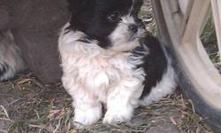 Shih-Tzu Cross Puppies.
Non-Allergenic, non shedding, very playful friendly pups,
Good travellers
3 Female,1 Male
1 Tricoloured, 1 Brown/white, 2 black and white.
Only $200
Phone or text 780-831-4173