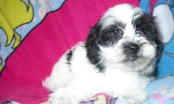 1 beautiful ShihPoo left for sale she is a female- They are non shedding, Hypo-Alergetic, Very friendly with other dogs, Good with children - Will grow to about 8 to 10 pounds-Have had there first set of needles-Have been dewormed 2 times- Have a health
