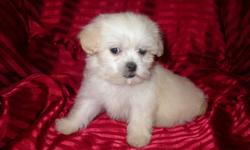 We have only 4 beautiful ShihPoos left for sale there is 2 males and 2 females -They are Hypo Allergenetic-Non Shedding-Will grow to about 10 to 12 pounds-Good with other dogs-Great with children -Ideal for apartments or condos-Very inteligent-Have had