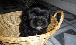 1-female puppy
3-male puppies
mostly black with some white
dewormed
eating and drinking on their own
using paper for messing-sometimes miss though
very playful and cuddly
ready to go
1st 2 are boys
last1 girl
e-mail for more information