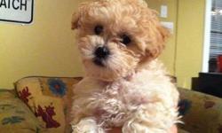 I have one shih poo puppy left. She just turned 8 weeks old. She is already going to the washroom outside and comes when called. I kept this one out of the litter because it was my intention to keep her as she was my favorite. However, I will now be
