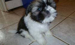 Adorable Shih Tzu Puppies are a charming and attractive breed. They make an excellent companion to children, and is devoted to it's home and family.
They do not shed. These are special dogs with big hearts. They remain one of the worlds most popular
