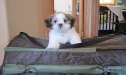 Two month old male Shih Tzu puppy comes with bed and indoor house. Puppy already has his first shots.Come with Pedi Paws.