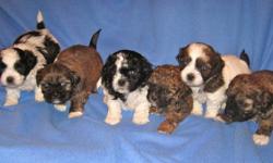 We have Bichon Shih Tzu Pups! Mom, Jem had 6 pups on Wednesday, Sept. 28th.  They are all males- Mom is Â½ Shih Tzu and Â½ Bichon, weighing 14 lbs and Dad, Teddy, is Â½ Shih Tzu and Â½ Bichon weighing 14 lbs. brown coloured. These Bichon Shih Tzu pups will be