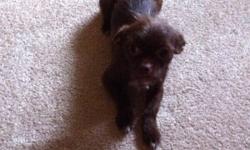 Tina is a dark brown with white Shih Tzu Chihuahua mix. She will be 2 in November. She is in need of a loving owner. She is not fixed, sleeps on her pillow at night and isn't a barking dog. She is looking for a forever home with someone who can give her