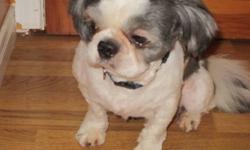Need to rehome our 3 Shih Tzu adults 2 1/2 years of age
Main picture is the male black/white Imperial Toy
2 females, black/white and white/tan
Warm, loving affectionate, good with children and other pets