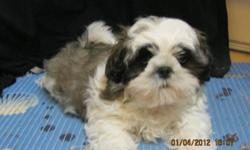 My name is Cujo and I am looking for a forever loving home.  My mother is Shih Tzu with 1/8 Lhasa Apso,8 lbs, Father is full Shih Tzu, 9.5 lbs. We are Hypo-Allergenic and Non-shedding. Come with Vet approval, first shots, first and second deworming, paper