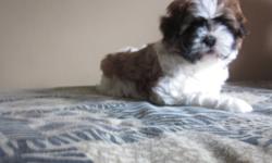 Cute and cuddly shih tzu puppy/mix.  Dad is purebred shih tzu and mom is a shih tzu/bichon mix.  Will resemble more of the shih tzu look.  Tan/white/black in color.  Vet checked and 1st shot.  Great family pet.  Family raised.  Affectionate and loving