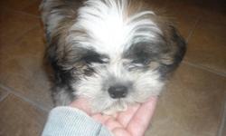 REDUCED PRICE!!!! HE IS READY TO GO!!!!!!!!
 
 
I have 1 Shih Tzu Male Puppy 
He has had 1st shots, been de-wormed and has a Vet Health Certificate. He is a Non-shedding, hypo-Allergenic dogs. That will make a great family pet!
 
Please feel free to