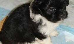 THERE ARE 3 FEMALE 1 MALE
MOTHER IS 10LBS SHIH TZU AND FATHER IS15LBS POODLE
READY TO GO DEC 23/11
EMAIL FOR MORE INFO