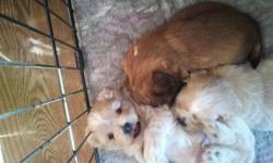 We have 2 little beige male shih tzus for sale[Brown one is sold]. They were born November 6,2011. The mother and father are both very tame and are great with children. They both have unique features and are non the less absolutely adorable. They're full