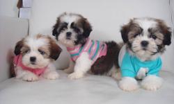 SHIH TZU PUPPIES
1 BOY | 1 GIRL
AD UPDATED TUE NOV 1/2011
We have a litter of adorable shih tzu puppies. Theyre mostly light brow, dark brown, and white. We estimate they will mature to average around 11/12 lbs. Shih tzus are very smart and easy to train.