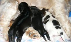 My girl had her last litter December 8th 2011. She has 3 adorable little ones..brown and white male....Black with white blaze male and pure black female. All very sweet babies. Puppies will come with puppy pack all information and will be vet checked up