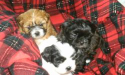 We have 2 adorable shih tzu's puppies left. Little black one went to his new home yesterday. 2 little girls left. We own both mom & dad. Dad is pure shih tzu & mom is shih tzu x toy poodle.They are very affectionate, loving dogs, great companion dogs. Non