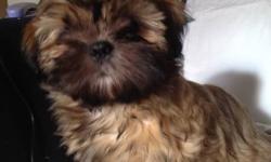 We have 5 Pure breed Shih Tzu puppies (born Oct 17th, 2011). They are unbelievably adorable and need a good home and family that will take great care of them.
 
There are 4 girl pups and one boy pup; all with their own special personality. PLEASE NOTE: we