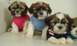 SHIH TZU PUPPIES
3 BOYS
$25 OFF TODAY ($450)
We have a litter of adorable shih tzu puppies. They're mostly light brown, dark brown, and white. We estimate they will mature to average around 11/12 lbs (4-5 kg) Shih tzus are very smart and easy to train.