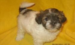 SHIH TZU PUPPIES FOR SALE - Only 3 males left. These cuddly puppies are well mannered and home raised with mother and father on site. They are vet checked, dewormed and have their 1st shots. These adorable, playful puppies are fun-loving and enjoy being