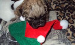 3 male Shih Tzu's forsale
vet checked dewormed First set of needles
Ready for new homes Christmas Eve!!
2 tri color 1 all brown with black face :)
Please call Tanya
519 364 2436
sorry no email