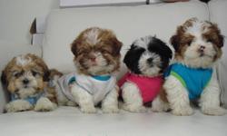 100% SHIH-TZU?
(NOT A MIX)
FRIDAY/SATURDAY/SUNDAY $500-$25= $475
Cute, cuddly, and very fluffy! 4 little shih-tzu puppies ready to go now. This a hypoallergenic breed, which means they are non-shedding, and great for people with allergies. They stay very