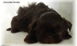 Adorable non shed puppies. Males and females available, in rare colors. All parent's on site. Breeder for eight years. Pups will range in size from 8lbs to 12lbs. Shih tzu's make excellent family pets that are happy, friendly, intellegent. They get along