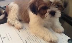 Beautiful female Shih Tzu puppy ready to go! Asking $350.
She is being house trained at the moment and is doing very well. She is very friendly.
The dog is fully Vet checked. Got its first vaccination shot. Eating solid food, ready to go.