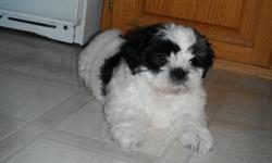 We have 1 adorable shih tzu's puppy left. Little black & white baby girl We own both mom & dad. Dad is pure shih tzu & mom is shih tzu x toy poodle. Very affectionate loving dogs, great companion dogs. Non shredders/ hypoallergenic. Her 1st litter all