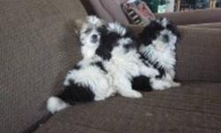 shiz tzu puppie male and female, and one shih tzu cross male, available, comes with two sets of shots also deworming will be small call 403 461 3239