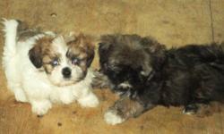 Family run farm in business since '62. We have 3 girls and 2 boy shih tzu's.The pups have been raised around kids and other animals so they are very well socialized. These dogs are very loyal, loving and protective of your home, great snuggle dogs.They