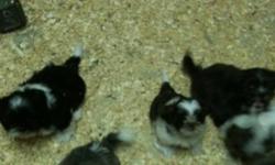 AKC registered Puppies for sale ready to go home... parents AKC and CKC registered... pls call 416-856-6643 for serious buyers only pls and thanks!
This ad was posted with the Kijiji Classifieds app.
