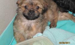 Shih Tzu Terrier cross puppies for sale to good homes. Five puppies in all. There is 1 black female, 2 light brown females, 1 light brown male, and 1 dark brown female. All puppies have had their first shots and deworming. If interested call