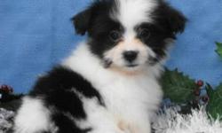 We have four female puppies and 4 male puppies available. Puppies Mom is Shih Tzu and Father is Pomeranian. Our puppies are very playful and loving! They all have beautiful markings and will stay small. Puppies come with their first vaccinations, and we