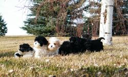 Just in time for Christmas, these adorable puppies would make the perfect gift, they will mature to be 8 to 15lbs., Hypo-Allergenic, have had their first vaccinations and 2 dewormings. Delivery to Calgary can be arranged.
