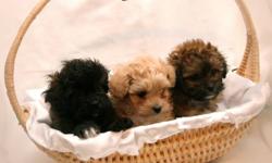 Shih Tzu x Toy Poodle
Born Oct 11, 2011 $500
Hypoallergenic, these small allergy-friendly puppies will be ready for their new homes.
These gentle and loyal little babies are spunky and alert, they make friends easily, love to be with people and
they are
