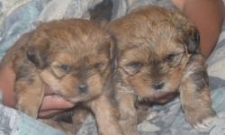 Ruby had 2 adorable male Shorkie puppies. They were born on September 14th and are almost 5 weeks old. Ready by November 9th and will have 1st shots, be dewormed and vet checked. Included with the puppies is a puppy pack, blanket and vet card. Mom (Ruby)