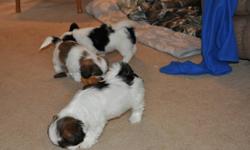 HYPO ALLERGENIC AND NON SHEDDING
shihtzu puppies for sale, get one for Christmas, now 10 weeks old and ready to go,
 2 males and 3 females.
both the mother and father are on sight.