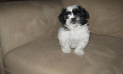 Kennel Licence #0657. Beautiful Shihtzu Puppies for Sale.2 males.Dewormed and Guaranteed for 1 year for Genetic problems.For more info Please call 1-506-363-3727 or e-mail me. Price is $300.Birthday is Oct 12/11.8 weeks old.Ready to go. Thanks.