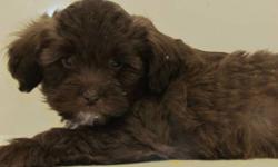 Sharp looking litter of shipoo available now for there new home.  Parents on site pups will grow to be about 10 lbs full grown.  Low to non shedding considered by some hypoallergenic they are well socialized with children as well as with other dogs.