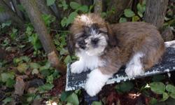 Shih-Poos
 
These puppies comes with thier 1st shots,  dewormed.  They?ll also come with their vet records and a puppy package which includes a toy, a collar ,a leash a blanket and some food to start you off with.  For more information please call