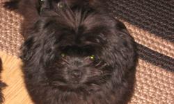 Two Mothers=One 11lb black and white Shih-tzu, the other 12lb grey,silver and white Shih-tzu. Father is a burgundy black 4 1/4lb Pomeranian. We have all the parents. We have 2 black males left, one has 1 white toe on each of his back paws. Both have first