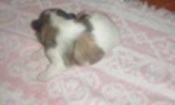shiz tzu puppies for sale 375.00 1 boy will be vet checked and needled before they go on october 25th , deposit will hold till ready.reply to email - mailto:nsgirl1969@hotmail.com or call 957-0900