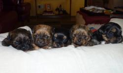 2 males, 3 females.  Yorkie Shih Tzu Cross, Born Oct 17, 2011.  Awesome parents.  Puppies will have sweet personality too!
 
Great family dog.  Puppies will be vet checked, dewormed & have first shots.  They will also come with a "Christmas Puppy Pack".