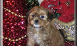 I have two female Shorkie puppies left to sell. They would make a perfect Christmas gift for all ages, and will be ready to go
December 22, just in time for Christmas. Willing to hold them for Christmas Eve pickup. They have been vet inspected, dew